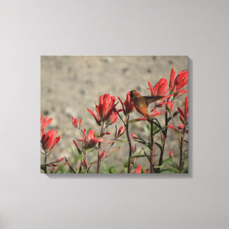 little Hummingbird Canvas Print