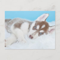 Little Husky Puppy Laying on a Blanket