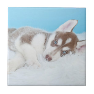 Little Husky Puppy Laying on a Blanket Tile
