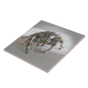 Little Jumping Spider Tile