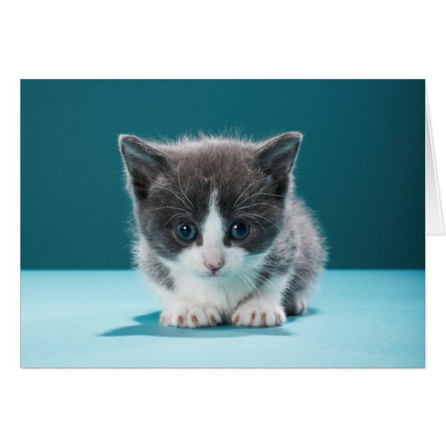 Little Kitten (Front Horizontal)