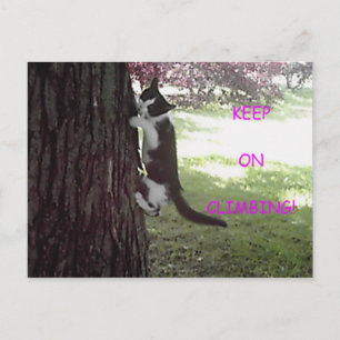 Little Kitten Big Tree Postcard