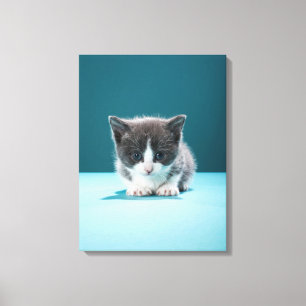 Little Kitten Canvas Print