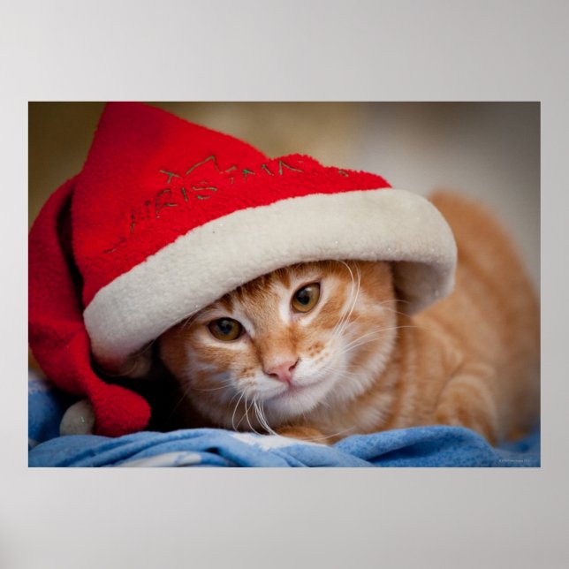 Little Kitten in Red Christmas Hat Poster (Front)