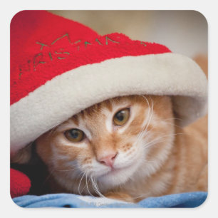 Little Kitten in Red Christmas Hat Square Sticker