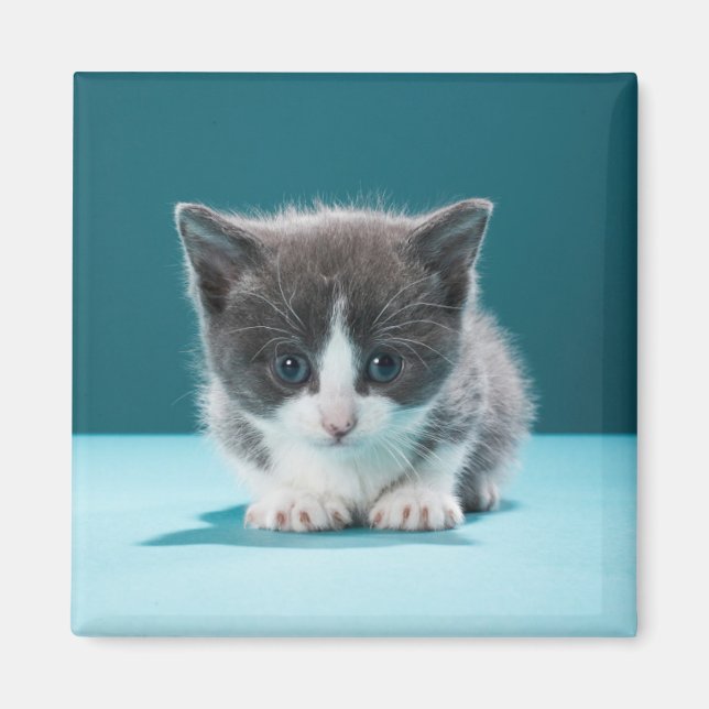 Little Kitten Magnet (Front)