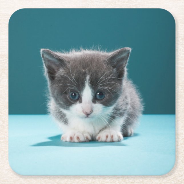 Little Kitten Square Paper Coaster (Front)