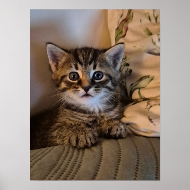 Little kitty poster (Front)
