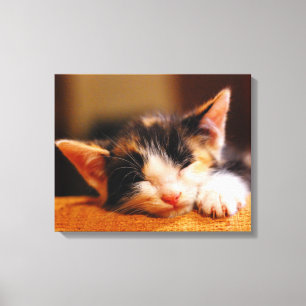 Little Kitty Sleeping Canvas Print