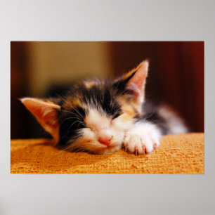 Little Kitty Sleeping Poster
