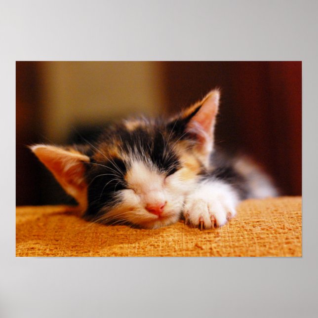 Little Kitty Sleeping Poster (Front)
