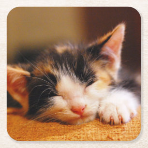 Little Kitty Sleeping Square Paper Coaster