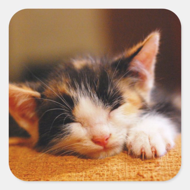 Little Kitty Sleeping Square Sticker (Front)