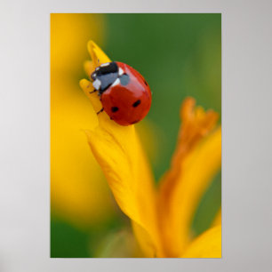 Little Lady on a Flower Poster
