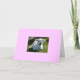 Little Lamb Card