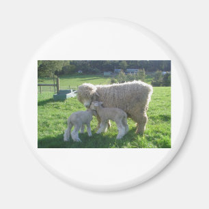 LITTLE LAMB MAGNET