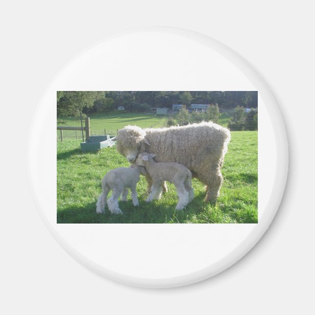 LITTLE LAMB MAGNET (Front)