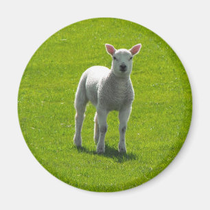 Little Lamb Magnet