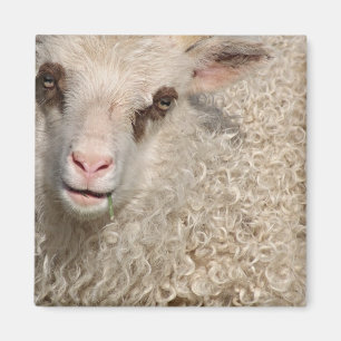 Little lamb magnet