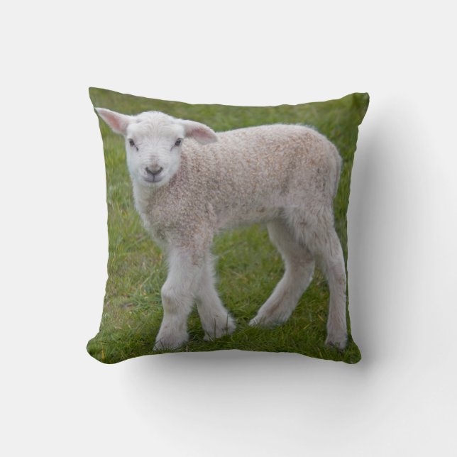 Little Lamb Pillow (Front)