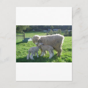 LITTLE LAMB POSTCARD