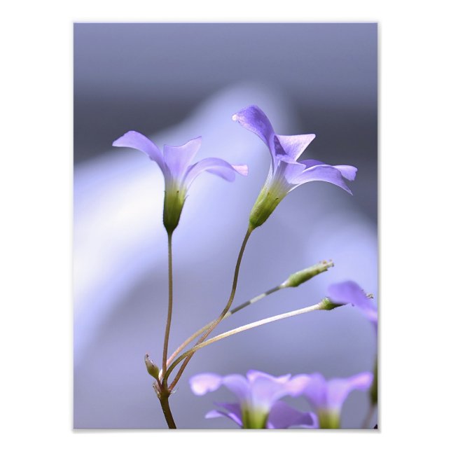 Little Lavender Flowers Photo Print (Front)
