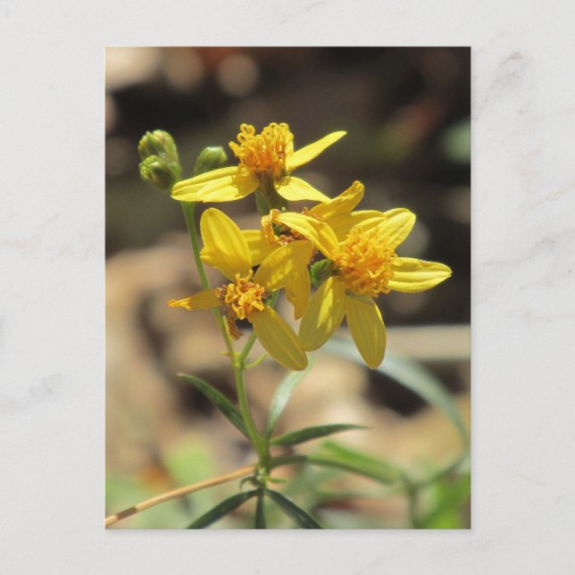 Little Lemon Head Wildflowers Postcard (Front)