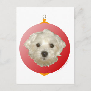 Little Maltese Christmas Ornament Holiday Postcard