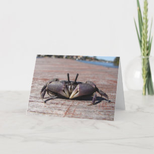 Little Mud Crab Card