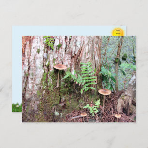  Little Mushrooms Postcard