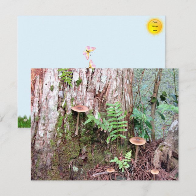  Little Mushrooms Postcard (Front/Back)