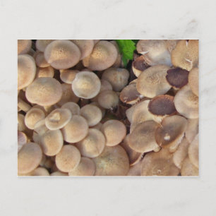 Little mushrooms postcard