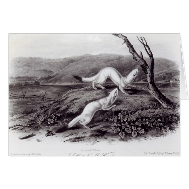 Little Nimble Weasel (Front Horizontal)