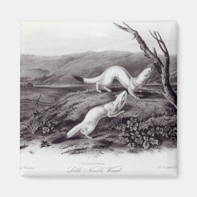 Little Nimble Weasel Magnet (Front)