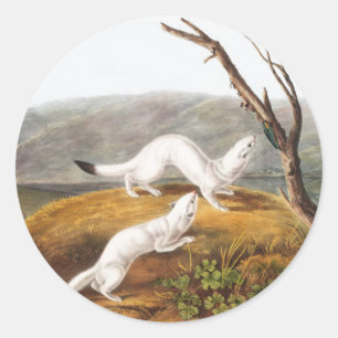 Little Nimble Weasel Putorius agilis Illustration Classic Round Sticker