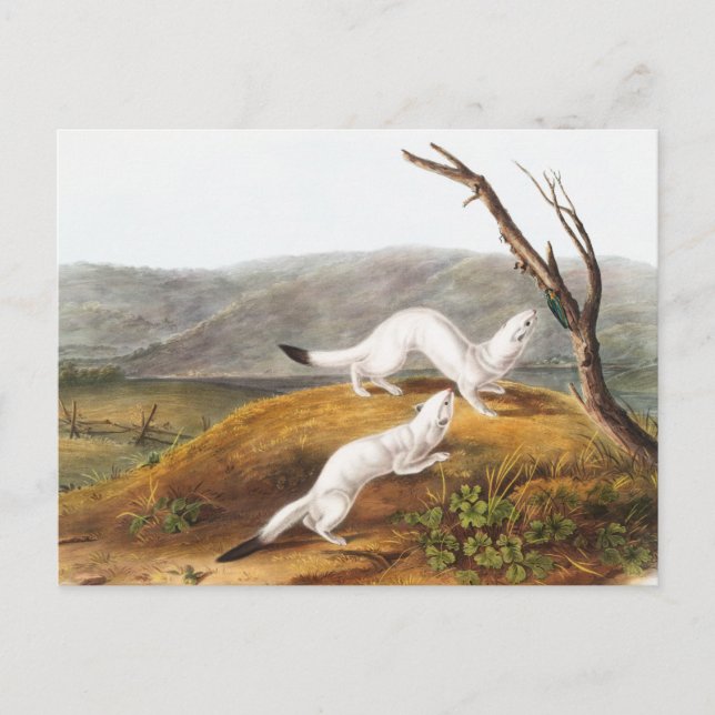 Little Nimble Weasel Putorius agilis Illustration Postcard (Front)