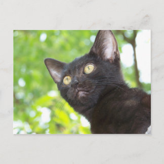 Little Nitt seeking Postcard