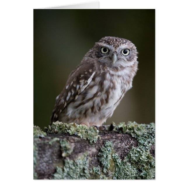 Little Owl (Front)