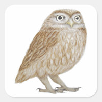 Little Owl 2011