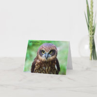 Little Owl