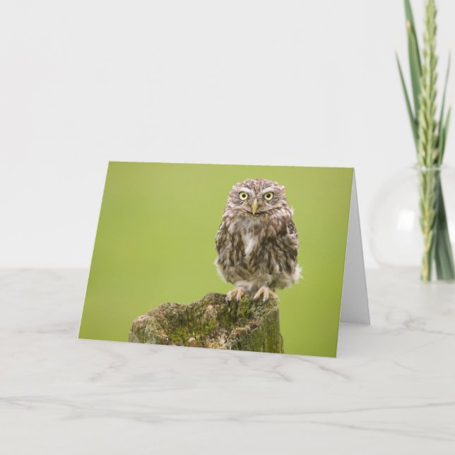 Little Owl Card by cARTerART (Front)