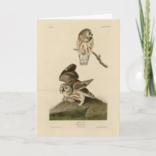 Little Owl (Saw-whet) Audubon's Birds of America Card