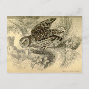 Little Owl: Vintage Jardine's illustration card