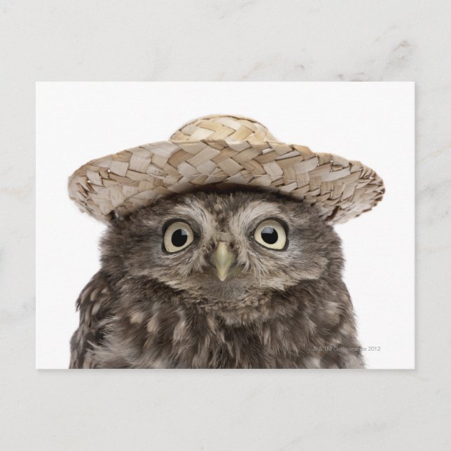 Little Owl wearing a straw hat - Athene noctua Postcard (Front)