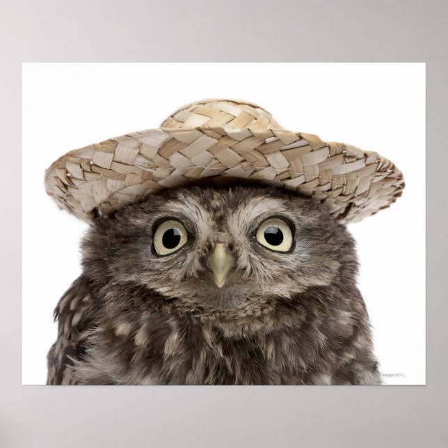 Little Owl wearing a straw hat - Athene noctua Poster (Front)
