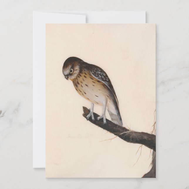 Little Owl | William Lewin (Front)