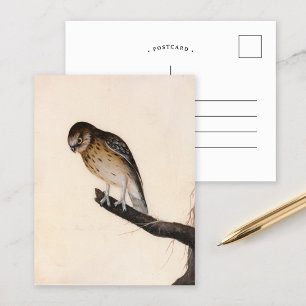 Little Owl   William Lewin Postcard