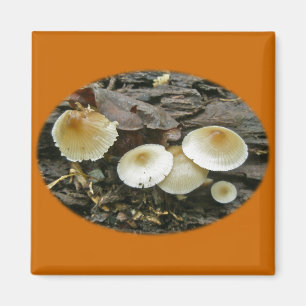 Little Parasols Mushrooms on Log Magnet