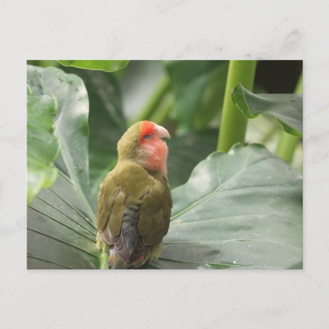 Little Parrot Postcard (Front)