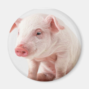 Little Pig Magnet